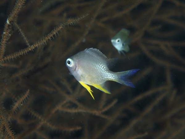 Two fish, golden reefass (Amblyglyphidodon aureus) juvenile, swim in a dark, coral-filled underwater world. Twin Reef Dive Site, Penyapangan, Bali, Indonesia