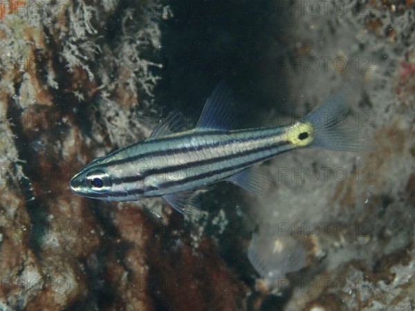 A small toothed cardinalfish (Cheilodipterus isostigmus) swims near rocks in the reef area. Prapat Dive Site, Penyapangan, Bali, Indonesia