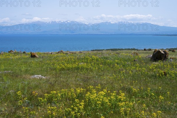 Blooming meadow in front of a lake with mountains in the background, under a blue sky with few clouds, Lake Sevan, largest freshwater lake in Armenia and the entire Caucasus, Gegharkunik province, in the background the mountains of Azerbaijan, Armenia