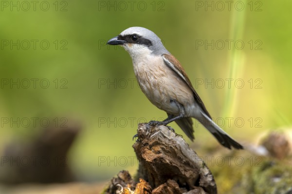 Red-backed shrike (Lanius collurio), bird, on tree stump, sideways, Kiskunsag National Park, Hungary