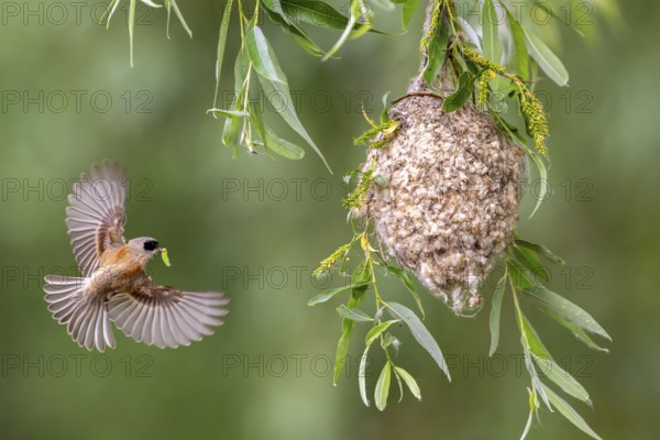 Bag-tit (Remiz pendulinus), bird, approaching nest, Kiskunsag National Park, Hungary