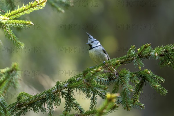 Crested tit (Lophophanes cristatus), bird, on spruce branch, Koroska, Slovenia