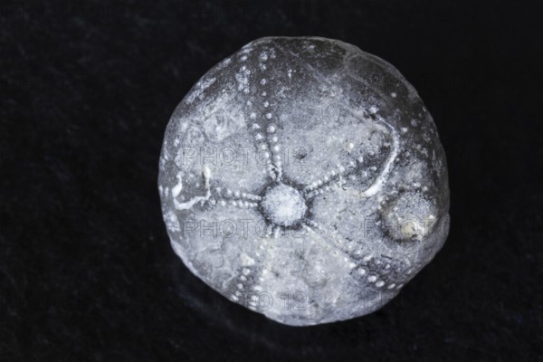 Detailed view of sea urchin fossil found in RÃ¼gen Germany