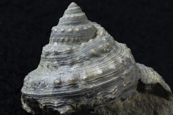 Petrified snail close-up, foothills, Baden-WÃ¼rttemberg, Germany