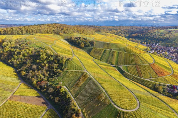 Vineyards with curved paths and colorful autumn leaves under a cloudy cover, autumn, near StrÃ¼mpfelbach im Remstal, Rems-Murr-Kreis, Baden-WÃ¼rttemberg, Germany