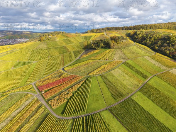 Hilly wine landscape with intense autumn colors and curved paths running under an overcast sky, near StrÃ¼mpfelbach im Remstal, Rems-Murr-Kreis, Baden-WÃ¼rttemberg, Germany