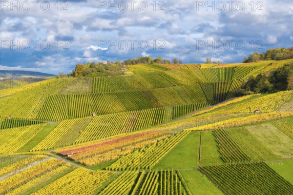 Colourful vineyards in shades of green and yellow that stretch over rolling hills, autumn, near StrÃ¼mpfelbach im Remstal, Rems-Murr-Kreis, Baden-WÃ¼rttemberg, Germany