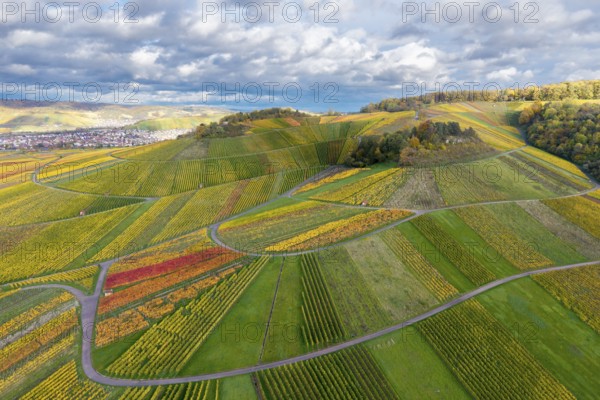 Vineyards in rich shades of green and golden with curved paths, picturesque under a cloudy sky, autumn, near StrÃ¼mpfelbach im Remstal, Rems-Murr-Kreis, Baden-WÃ¼rttemberg, Germany
