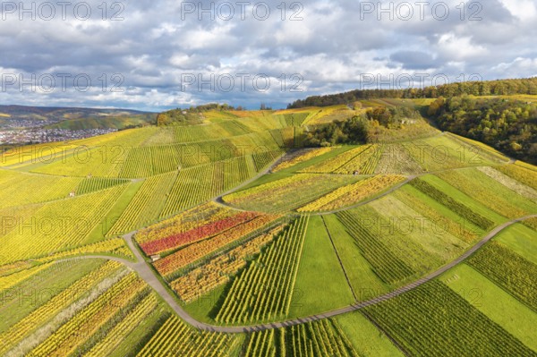Wide vineyards with varied shades of yellow and green, crossed by curved paths under a cloudy sky, autumn, near StrÃ¼mpfelbach im Remstal, Rems-Murr-Kreis, Baden-WÃ¼rttemberg, Germany