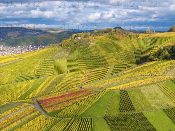 Vineyards with ordered rows of vines in vivid autumn colors under an overcast sky, autumn, near StrÃ¼mpfelbach im Remstal, Rems-Murr-Kreis, Baden-WÃ¼rttemberg, Germany