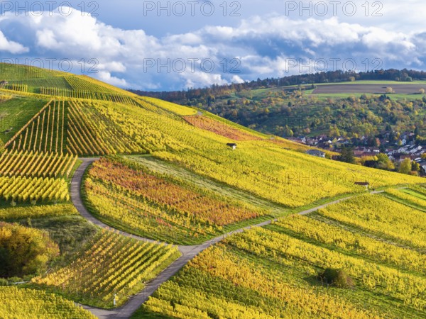 Bright yellow and orange vineyards in autumn with curved paths and cloudy sky, near StrÃ¼mpfelbach im Remstal, Rems-Murr-Kreis, Baden-WÃ¼rttemberg, Germany