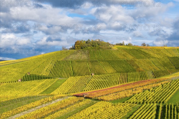 Detailed view of colorful vineyards in autumn with green and yellow vines, near StrÃ¼mpfelbach im Remstal, Rems-Murr-Kreis, Baden-WÃ¼rttemberg, Germany