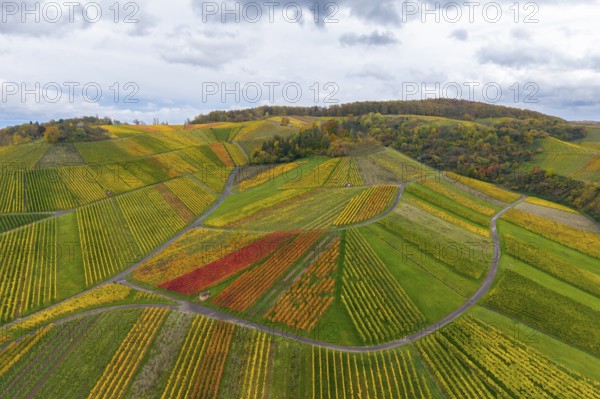 Colourful hills and fields with autumn-coloured wine rows, autumn, near StrÃ¼mpfelbach im Remstal, Rems-Murr-Kreis, Baden-WÃ¼rttemberg, Germany