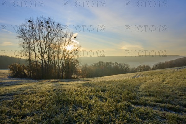 A sunny morning in a frozen field with a row of trees in the background, Seckmauern, LÃ¼tzelbach, Odenwald, Hesse, Germany