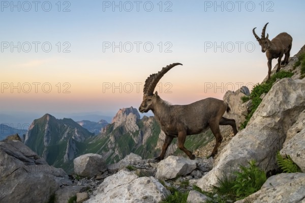 Two ibexes (Capra ibex) in front of mountain panorama, male, Alpstein, Appenzell, Switzerland