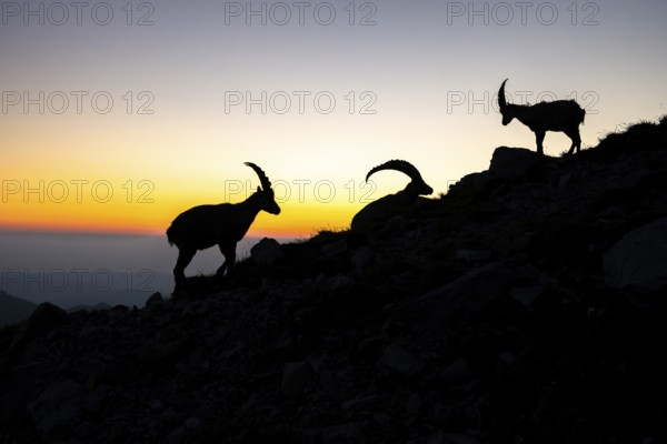 Capricorns (Capra ibex), silhouettes at dusk, male, Alpstein, Appenzell, Switzerland