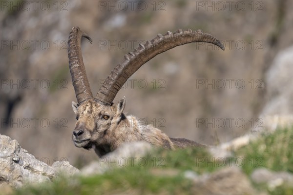 Capricorn (Capra ibex), male, Alpstein, Appenzell, Switzerland