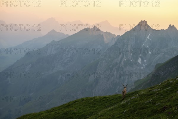 Capra ibex in front of mountain panorama at dusk, male, Alpstein, Appenzell, Switzerland