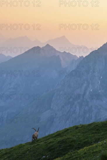 Capra ibex in front of mountain panorama at dusk, male, Alpstein, Appenzell, Switzerland