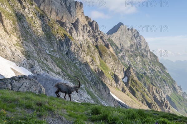 Steinbock (Capra ibex) in front of mountain panorama, male, Alpstein, Appenzell, Switzerland