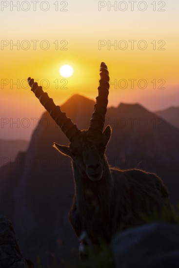 Capricorn (Capra ibex), facing the rising sun, male, Alpstein, Appenzell, Switzerland