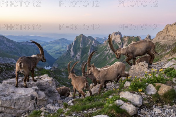 Capricorns (Capra ibex) in front of mountain panorama, male, Alpstein, Appenzell, Switzerland