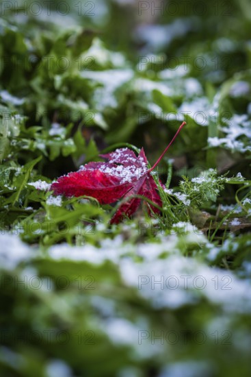 Red leaf on snow-covered ground among green vegetation