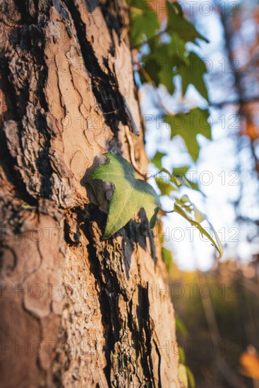 Ivy leaf grows on tree trunk with detailed bark structure in light