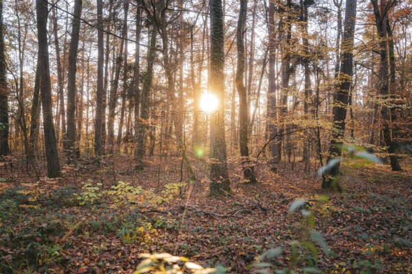 Sunbeams penetrate the trees of an autumn forest