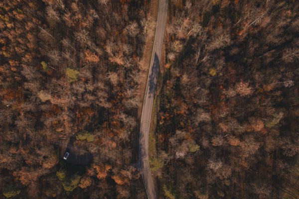 A winding road snakes through a varied autumn forest