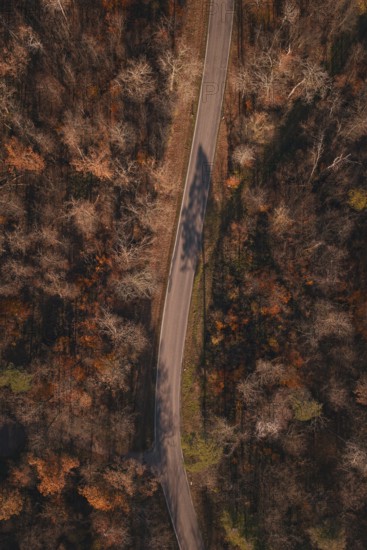 Winding road that runs through a thick, autumnal forest