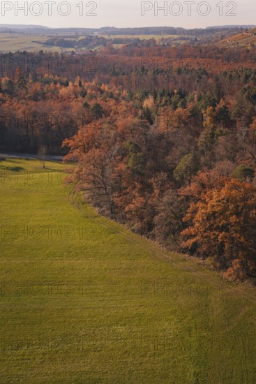 Mixed forest in autumn colors bordering a vast green meadow