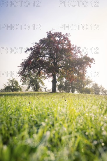 Single tree on green meadow with morning dew in soft morning light