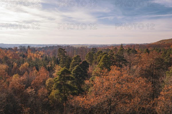 An extensive forest in warm autumn colors spreads out under a wide sky