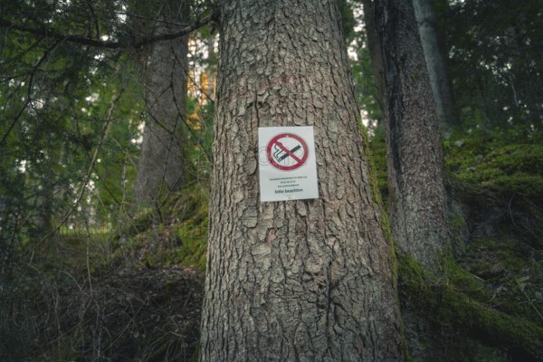 A sign on a tree in the forest forbids smoking while the light is falling through the trees