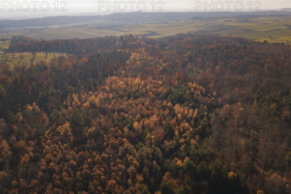 Extensive autumn forest landscape with a dense carpet of colorful leaves