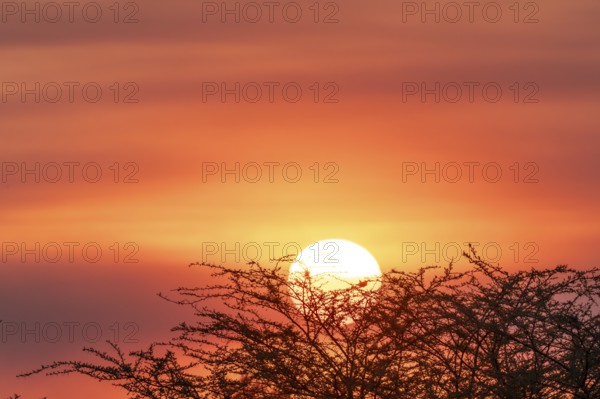 Sunset over the savanna, Savuti, Chobe National Park, Botswana