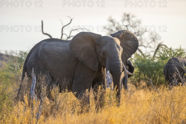 African elephant (Loxodonta africana), Savuti, Chobe National Park National Park, Botswana