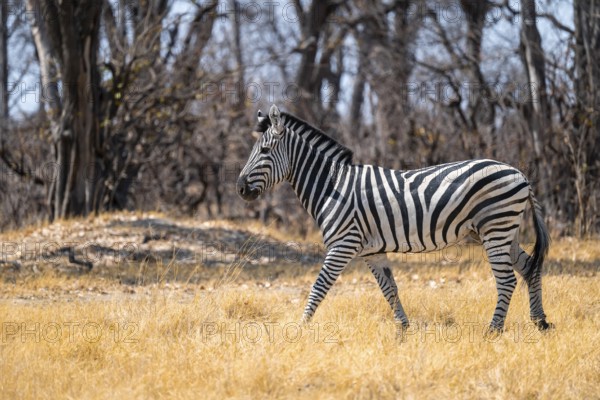 Steppe Zebra (Equus quagga), Savuti, Chobe National Park, Botswana