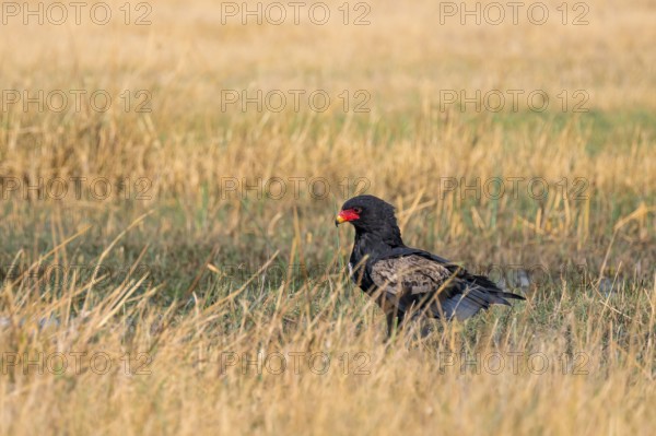Juggler (Terathopius ecaudatus), raptor sitting on the ground, Moremi Game Reserve, Botswana