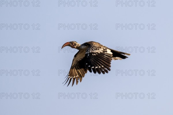 Savanna Hornbill (Tockus erythrorhynchus) flying, Savuti, Chobe National Park National Park, Botswana