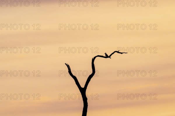 Bird sitting on branch, sunset over savuti, Chobe National Park, Botswana