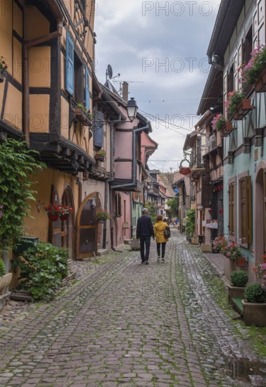 A narrow alley lined with traditional houses with plants and red flowers, Eguisheim, Plus Beaux Villages de France, Haut-Rhin, Alsace, France