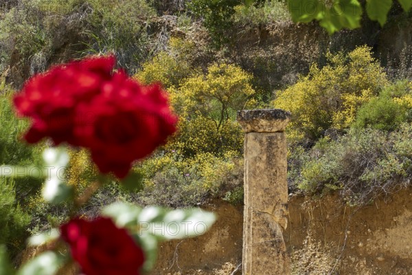 Red roses in the foreground, an ancient column and yellow bushes form a natural scene, Ancient Stadium, Nemea, Peloponnese, Greece