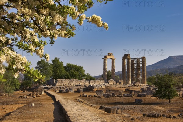 Ancient temple columns with blooming trees and mountains in the background under clear sky, Ancient Sanctuary of Zeus, Archaeological Site, Nemea, Peloponnese, Greece