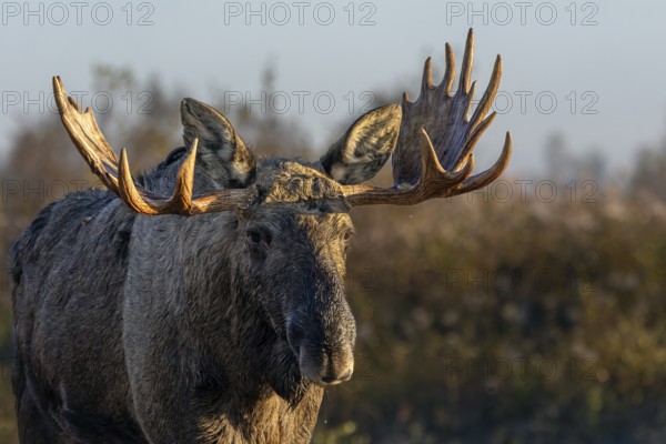 Portrait of bull moose (Alces alces), moose shovel, Denmark