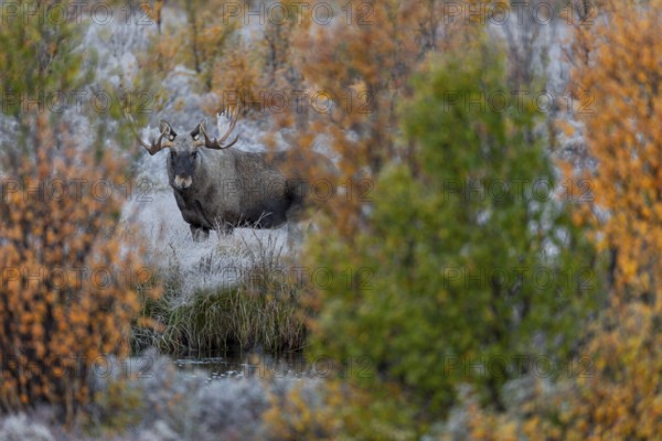 Bull elk (Alces alces) in autumn, autumn landscape, Norway
