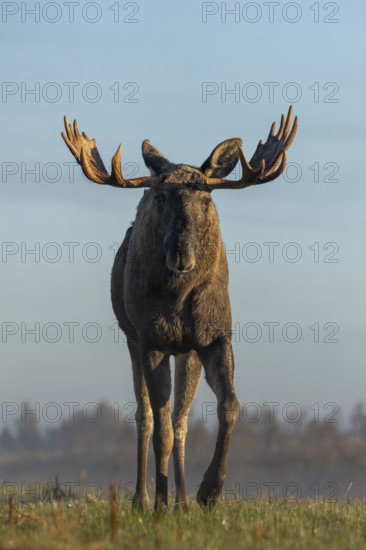 In a frontal view, the bull elk (Alces alces) looks even more impressive, eye contact, menacing, Denmark