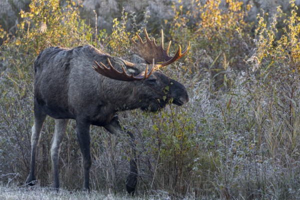 After a cold night with hoarfrost, the first rays of sunshine hit the antlers of bull elks (Alces alces), Denmark