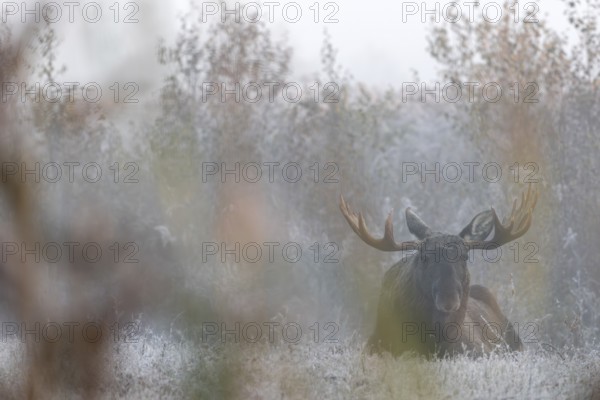After a cold night with hoarfrost, the first rays of sun hit the antlers of bull elks (Alces alces), lie, rest, Denmark